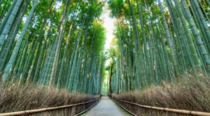 Arashiyama - Nature's Symphony in Kyoto