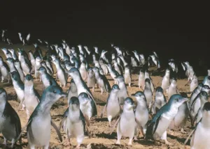 Phillip Island's Penguin Parade